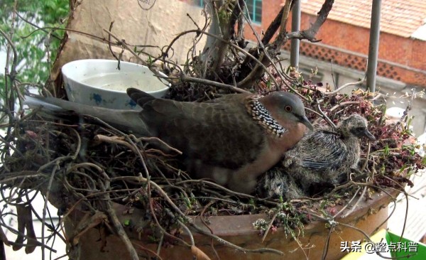 斑鸠能吃多少东西,斑鸠吃小斑鸠吗