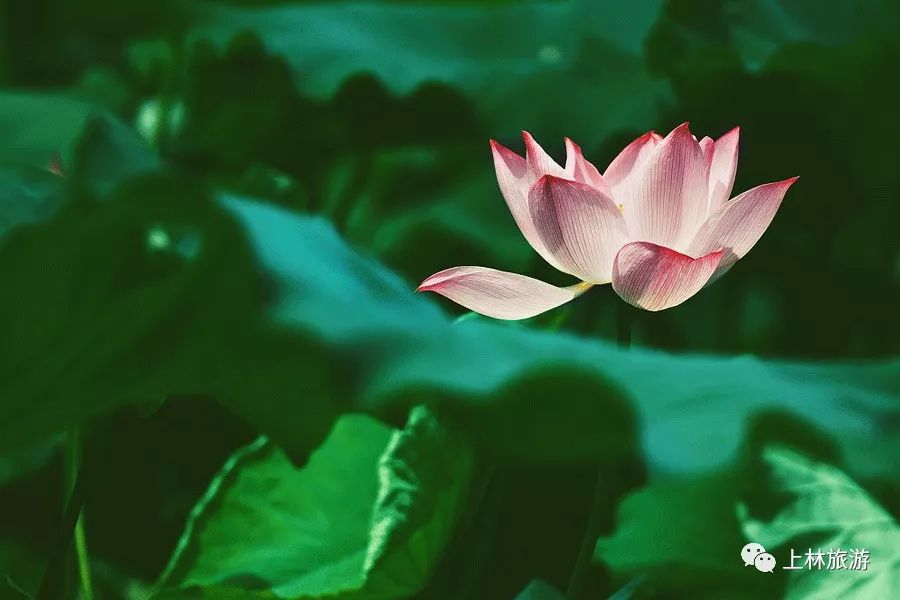 南宁徐霞客出游攻略,徐霞客在广西住了多少年