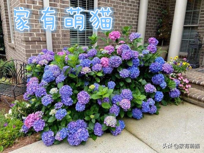 猫咪不喜欢什么花草,猫咪和花草