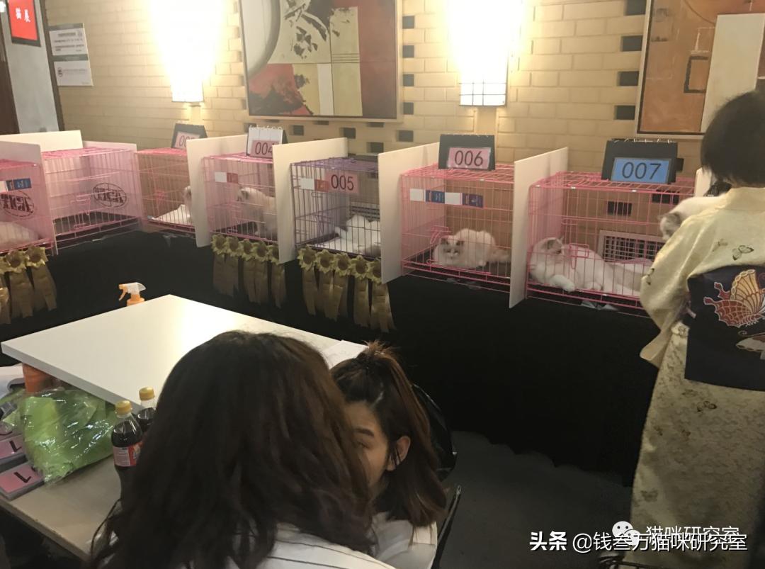 买猫避坑指南,买猫防坑