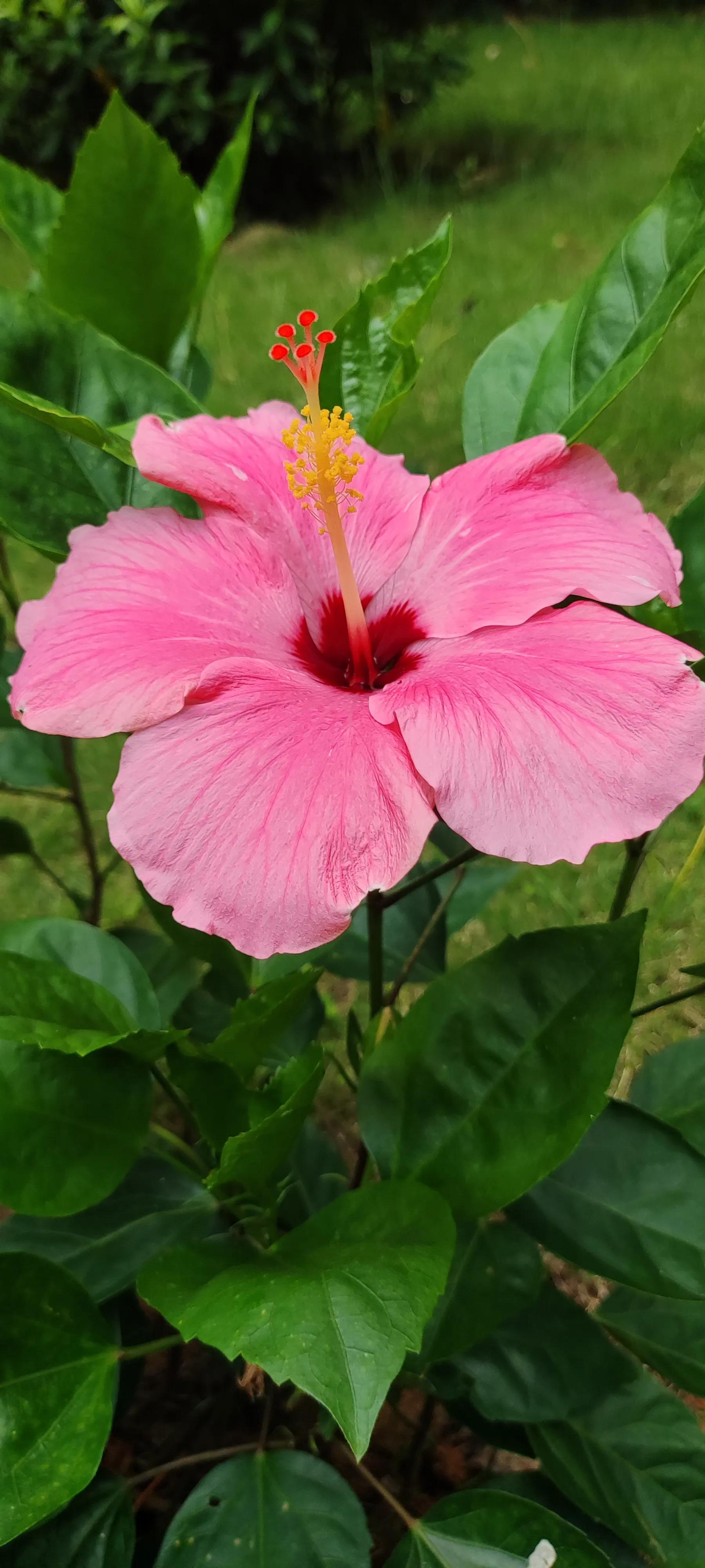 夏天就是浪漫的世界,夏天就是太阳花的世界