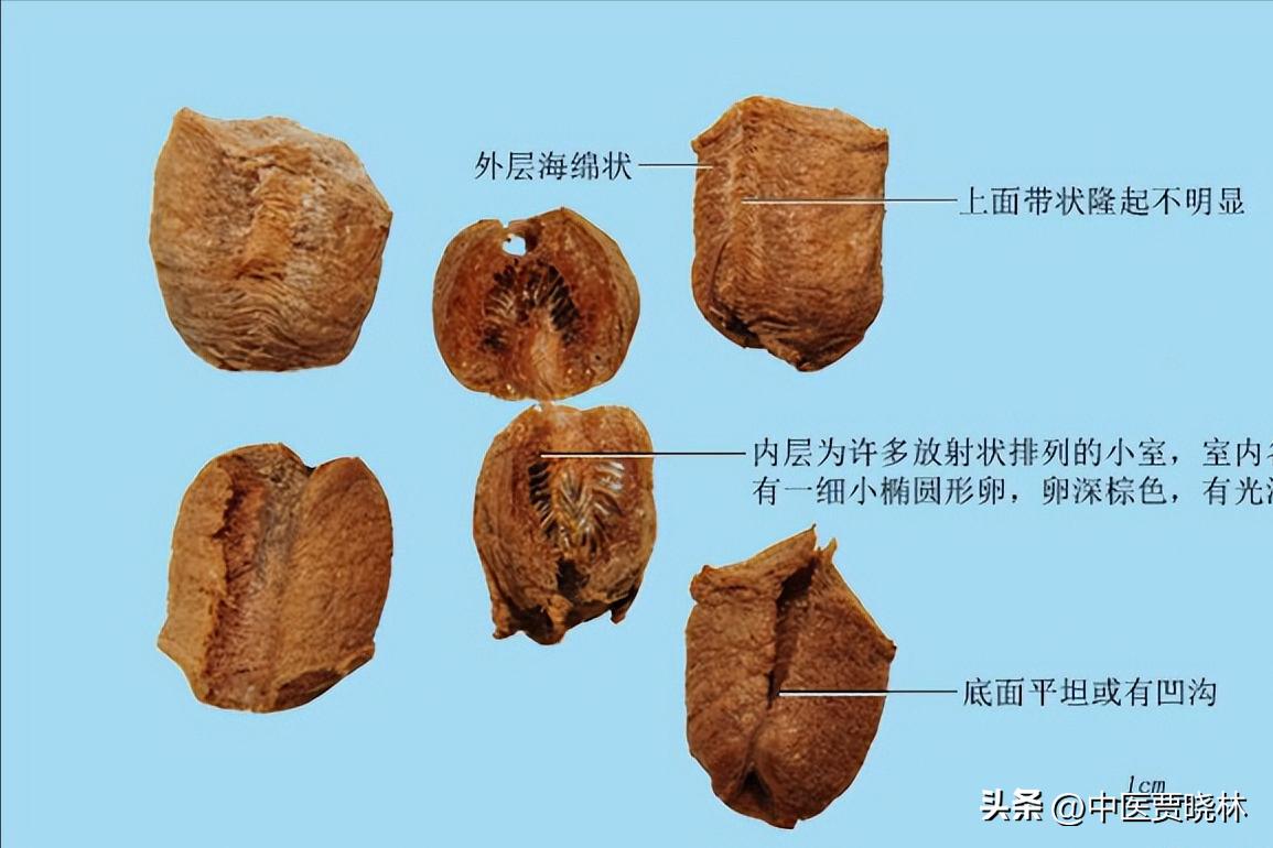 养肾等于养命最全养肾食物大全,养肾护肾的十个方法