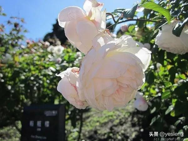 粉妆楼月季,粉妆楼爬藤月季