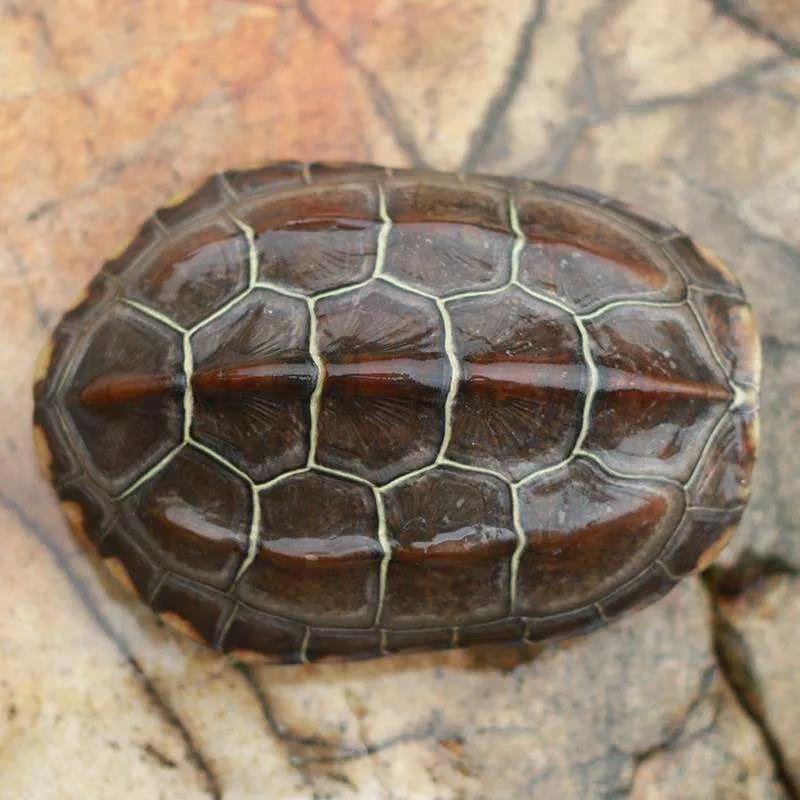 养了7年的乌龟为什么会死,养乌龟有哪些原因导致乌龟死亡的