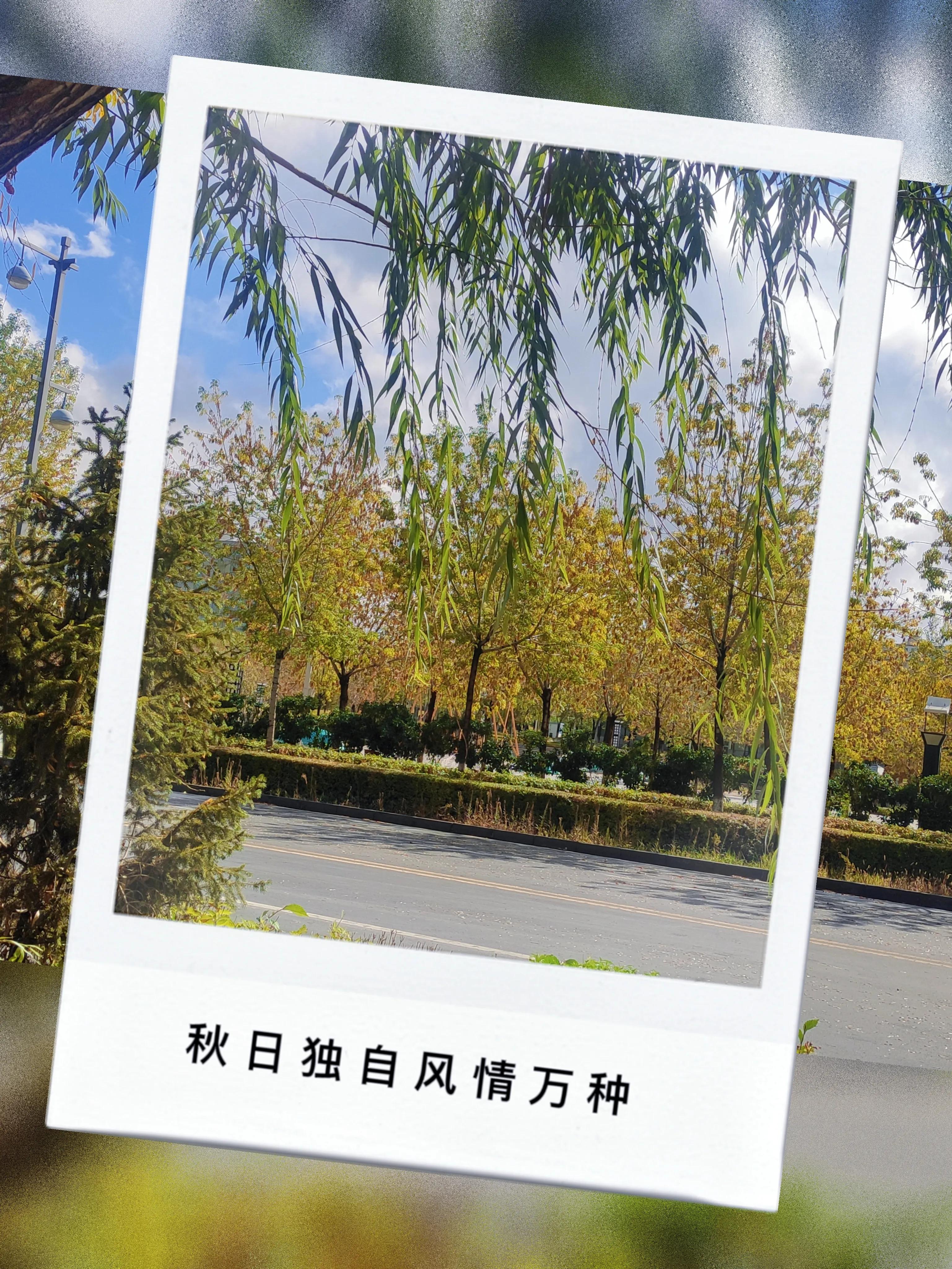 疫情之下小区秋色荡漾,疫情之下绣湖路