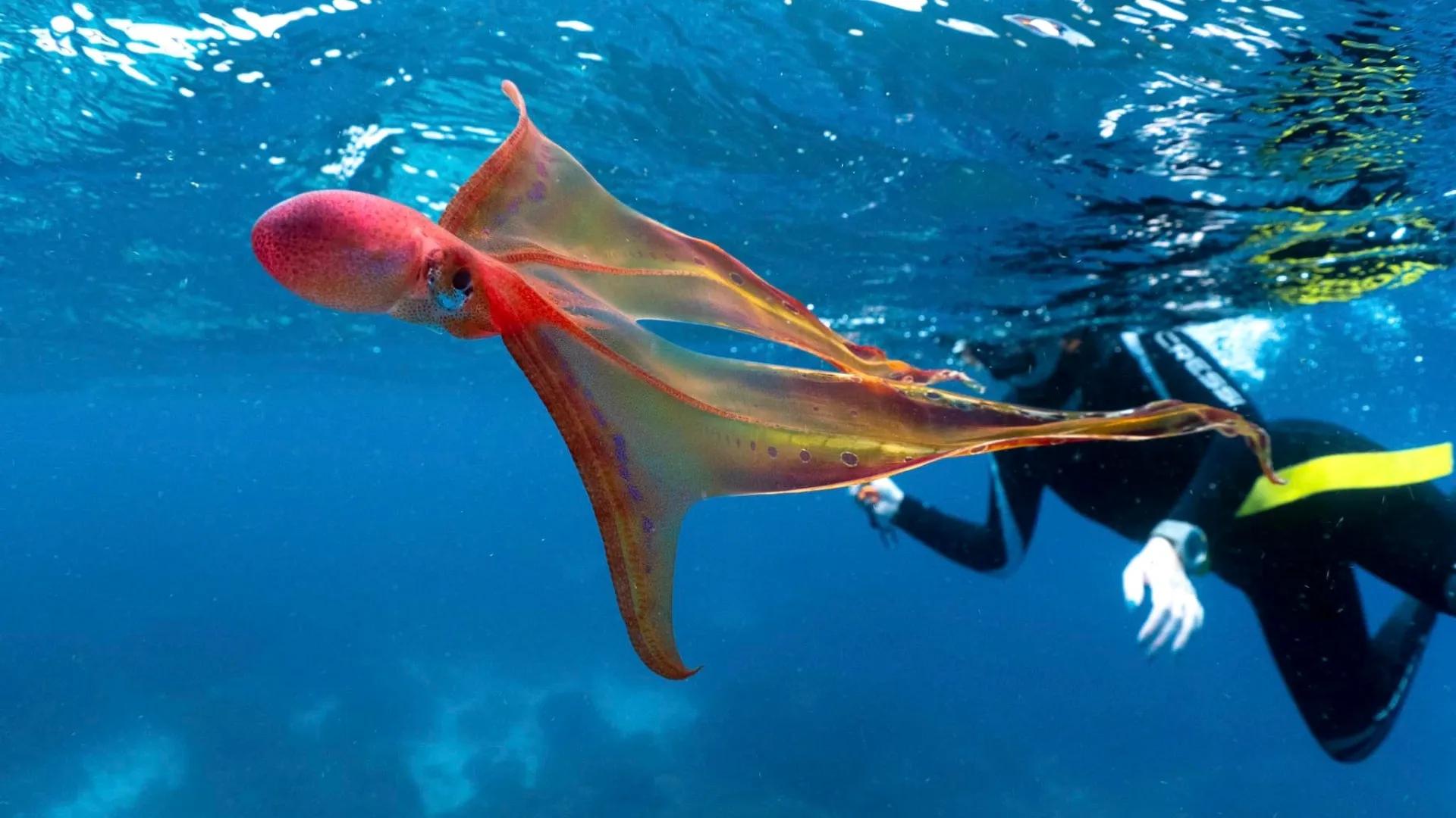 王者里面貂蝉和哪个英雄差不多,这才是真正的王者荣耀貂蝉