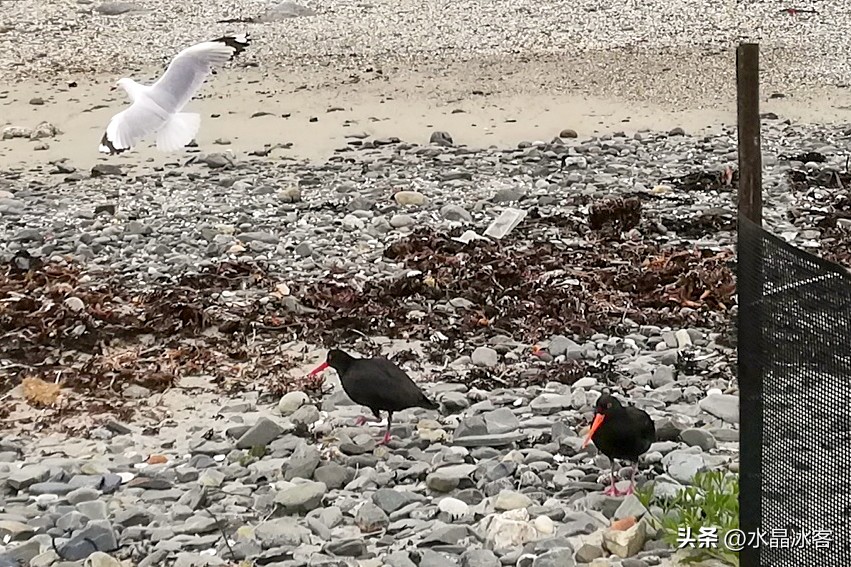 南岛新西兰之旅,新西兰之南岛