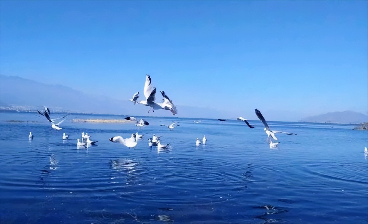 说走就走洱海旅拍,说走就走大理视频