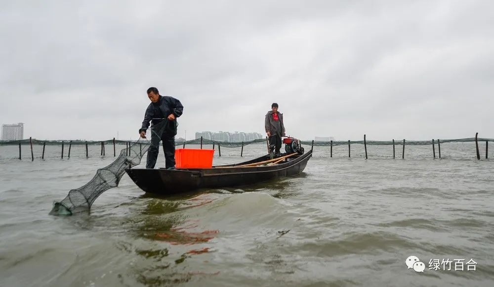 阳澄湖大闸蟹蒸多久,阳澄湖大闸蟹