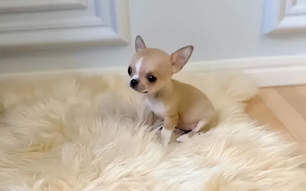 世界上最小的犬种是哪个犬种,全球十大最小的犬种