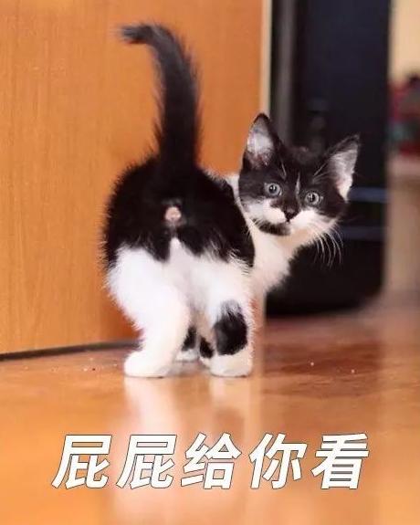 表面上可爱其实背地里也沙雕,表面萌萌哒