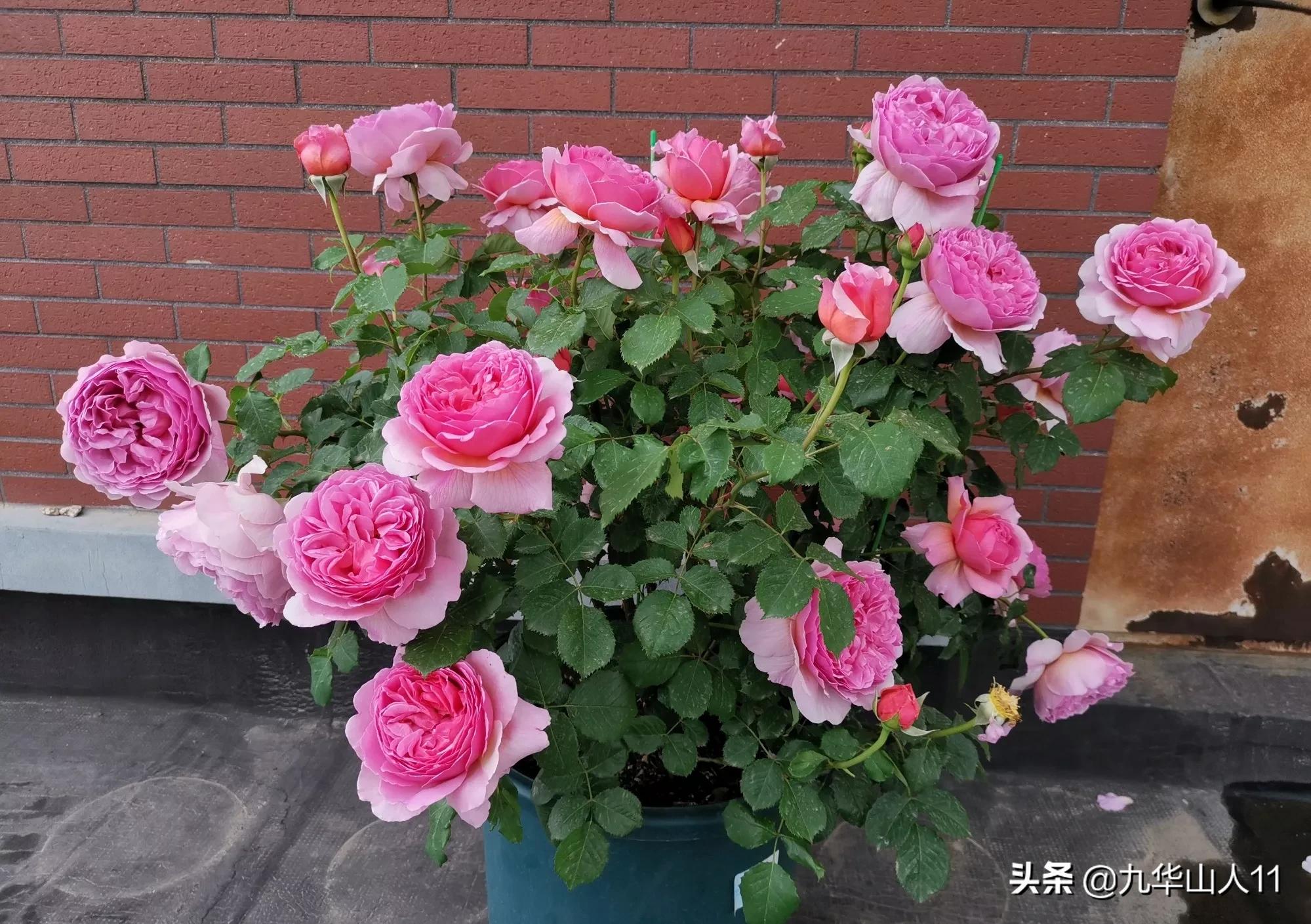 大花浓香勤花的月季品种,大花月季品种介绍大全图片及价格