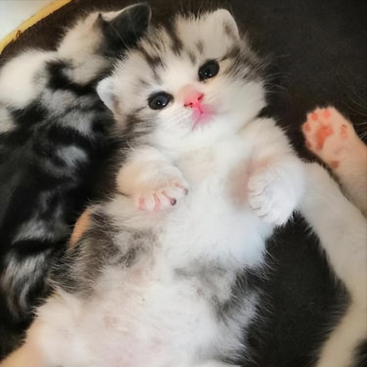 养什么猫比较好养又聪明又便宜,各种猫的优缺点新手适合养什么猫