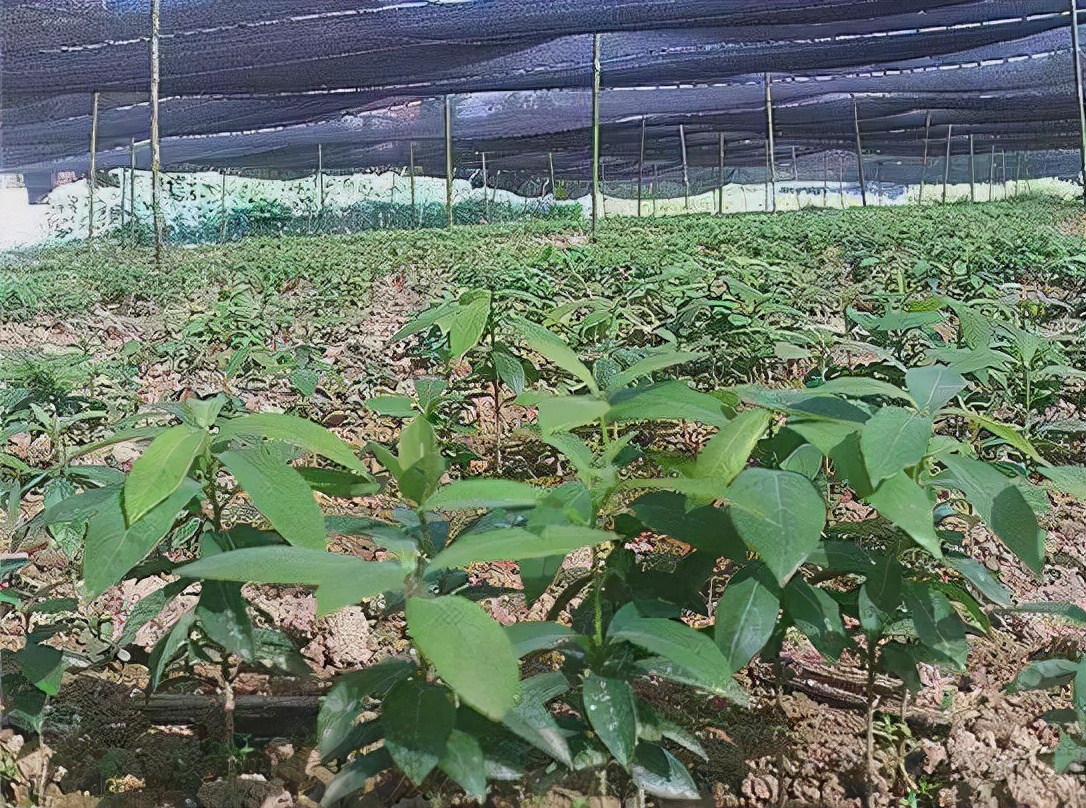 种植金丝楠木为什么这么贵,金丝楠木价值上亿树苗10年无人种