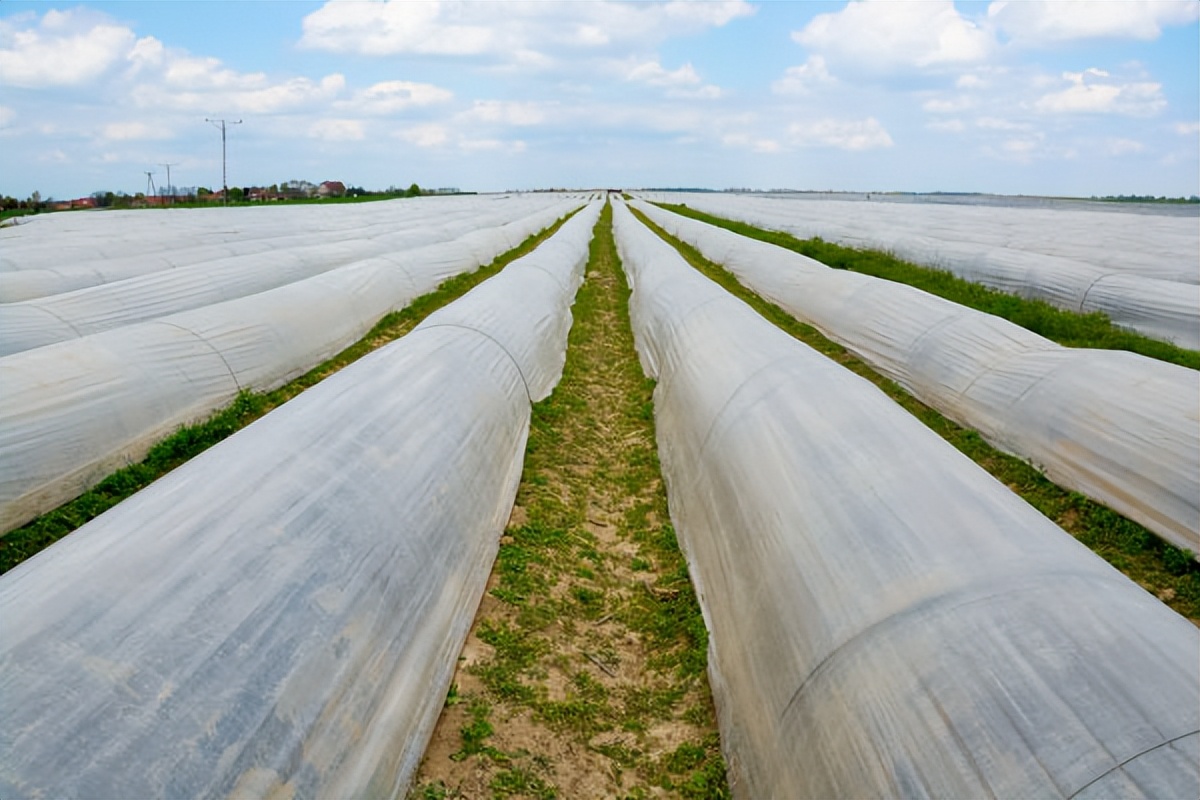 家庭菜园种植芦笋采摘视频,芦笋的家庭种植方法大全
