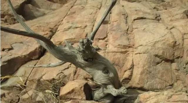 山西小伙卖房、花光百万，买了一屋烂树根，11年后价值无法估量