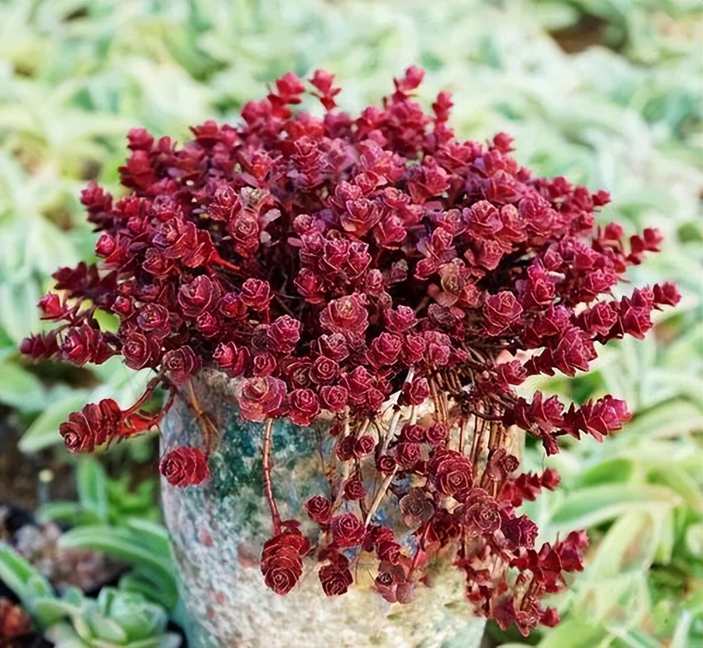 4种植物“以叶为美,流年似花”,叶子比花美,一年四季绽放