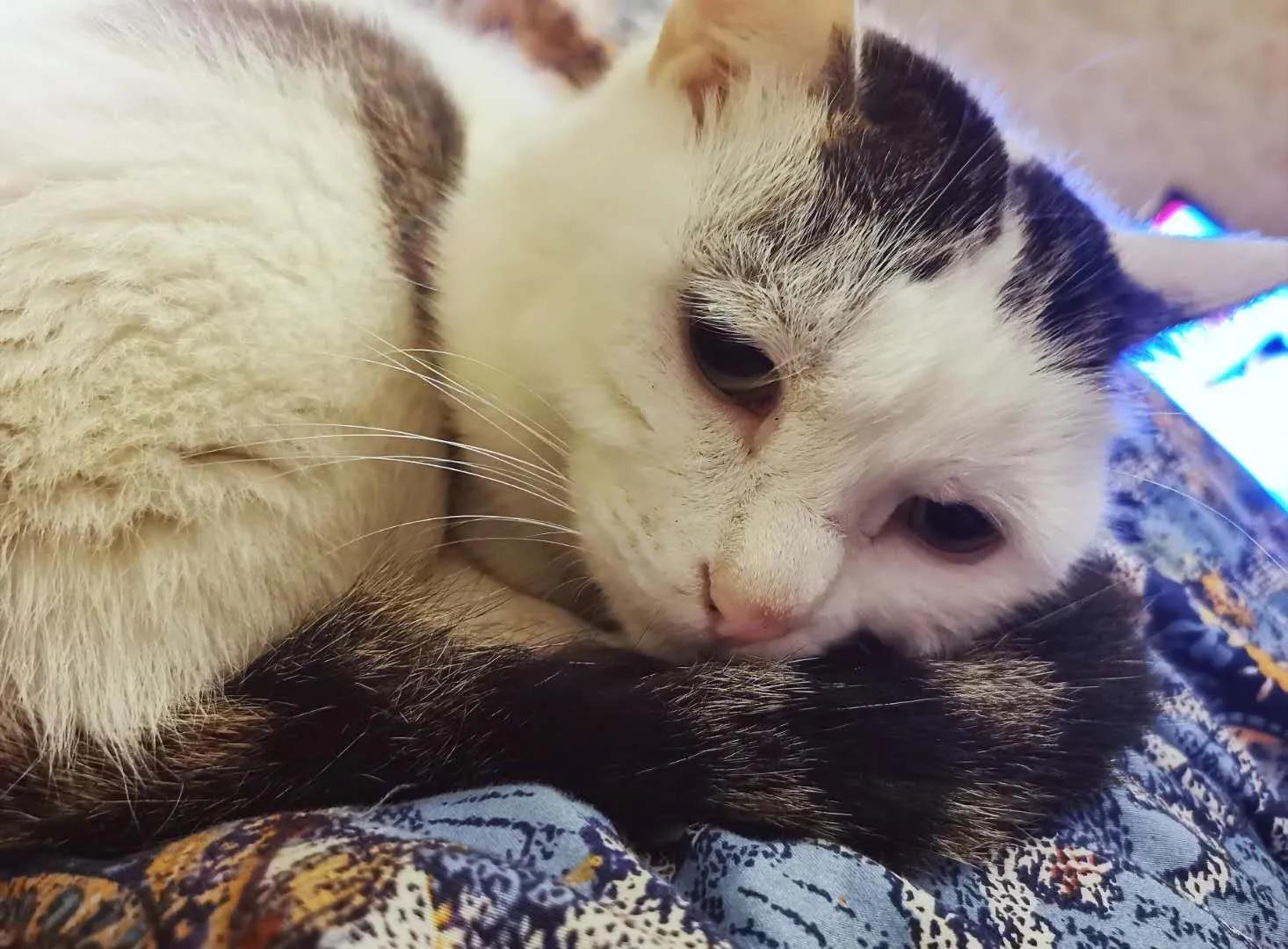 不辞而别的咪咪