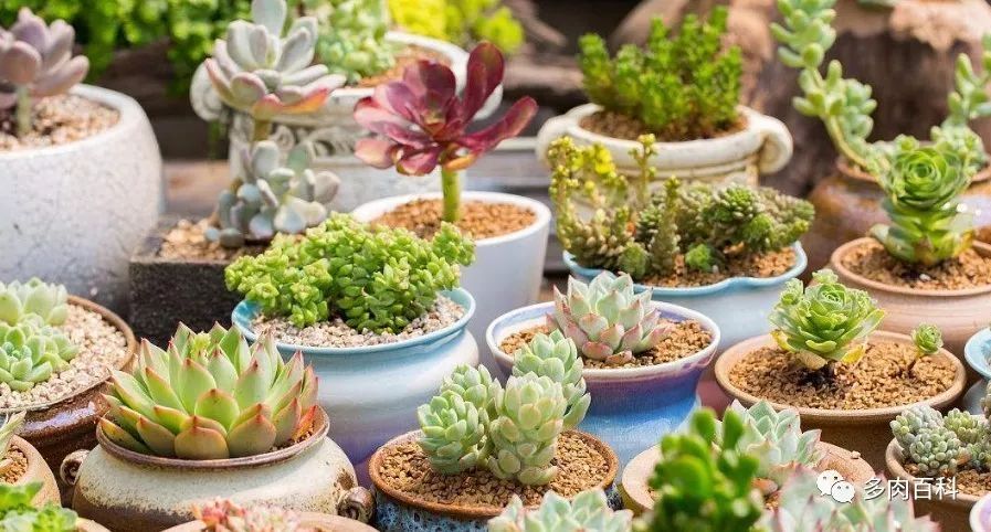 如何养护常见的多肉植物,刚入手的多肉植物怎么养护