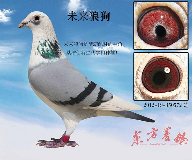 中国赛鸽名家大师,最新中国赛鸽名家