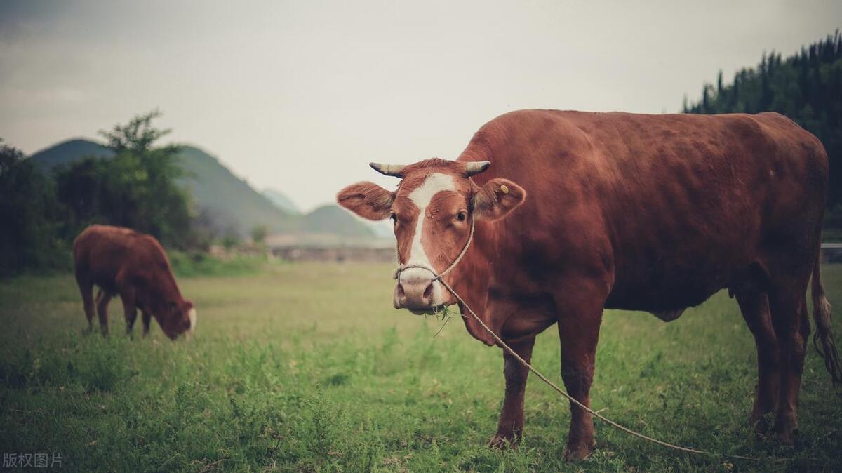 养牛健胃益生菌,育肥牛益生菌好坏怎么区别