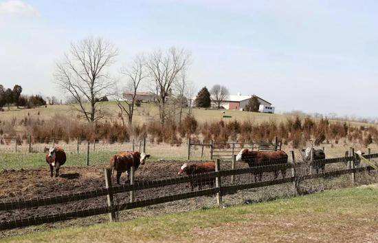 为什么西方人不吃猪肉爱吃牛肉,为什么外国人多吃牛肉少吃猪肉