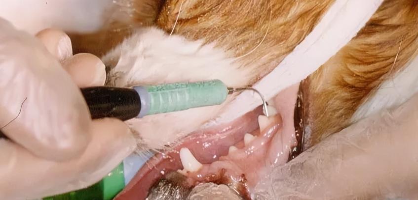 不麻醉怎么给猫洗牙,犬猫洗牙的方法步骤及注意事项