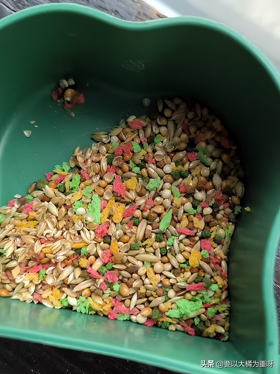 文鸟新手入门鸟粮推荐,养鸟必备的10种鸟粮