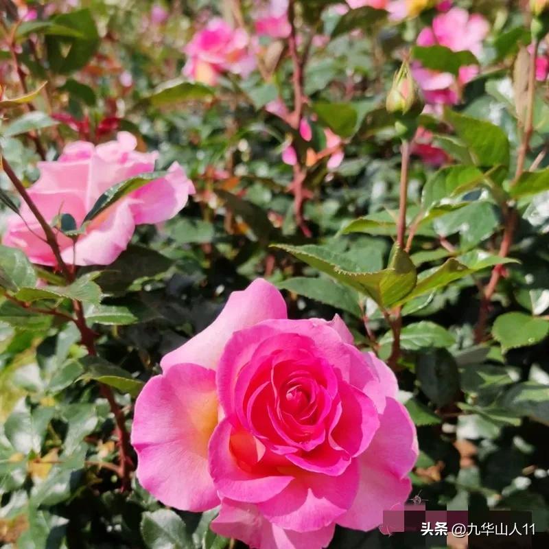 通过adr认证的月季品种,奥古斯塔路易斯月季是adr认证吗