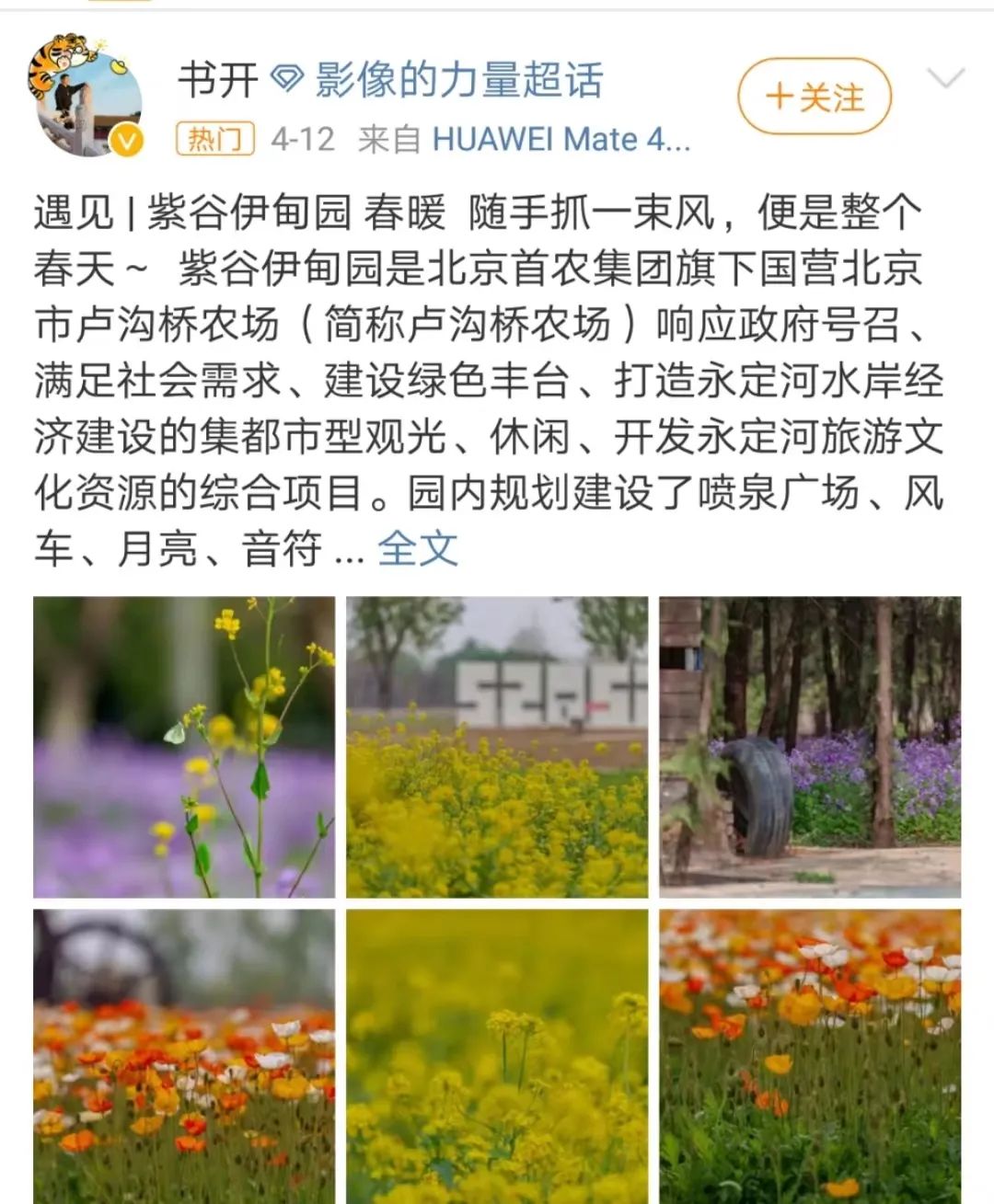 北京周边探秘京城最美油菜花海,北京油菜花必去的地方