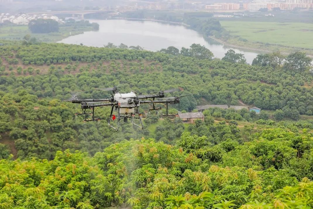 广西百色芒果到底有多甜呢,广西百色好吗