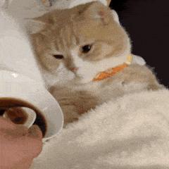 新手常见的害猫行为,养猫注意预防哪些疾病