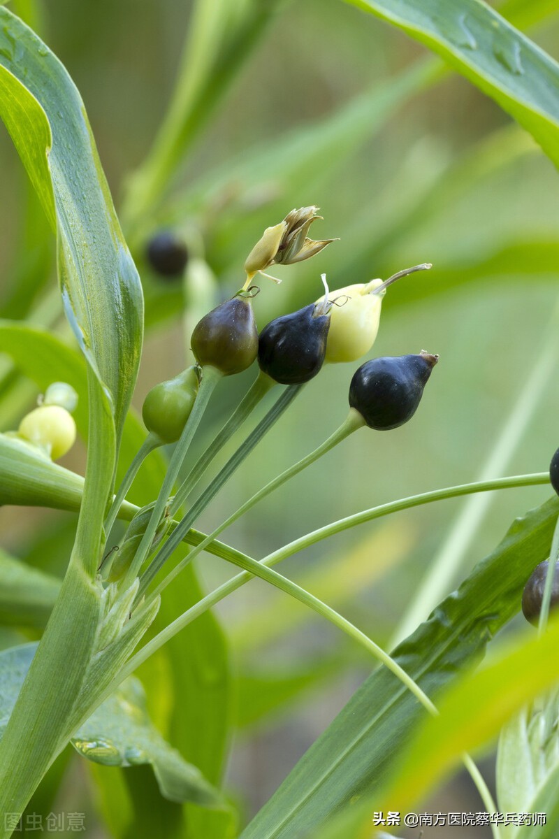 薏苡仁煮粥能除湿吗,薏苡仁药食同源可以祛湿嘛