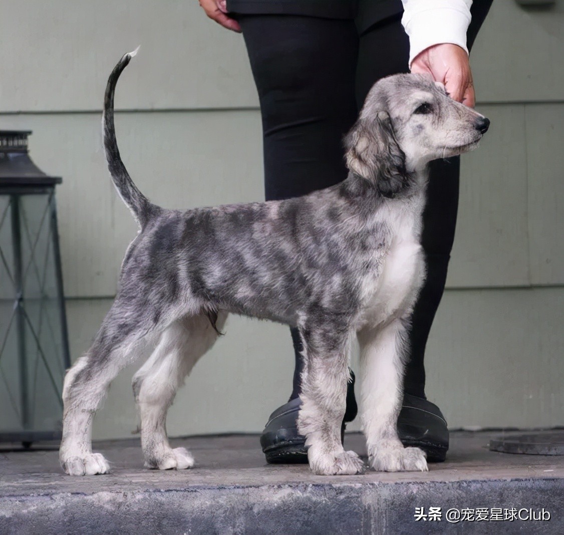 最高贵的狗阿富汗猎犬,最高贵的阿富汗猎犬
