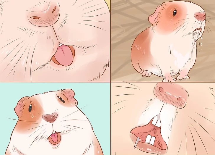 宠物夏天户外太热,天气炎热宠物也容易中暑