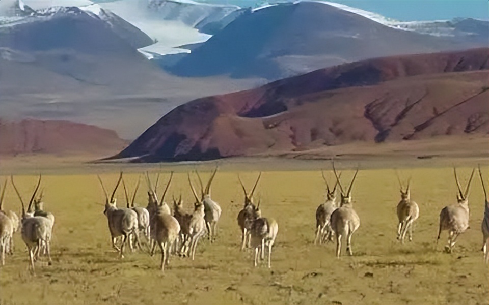 读《北方的空地》：人生才是探险，出世入世，不过一个转身
