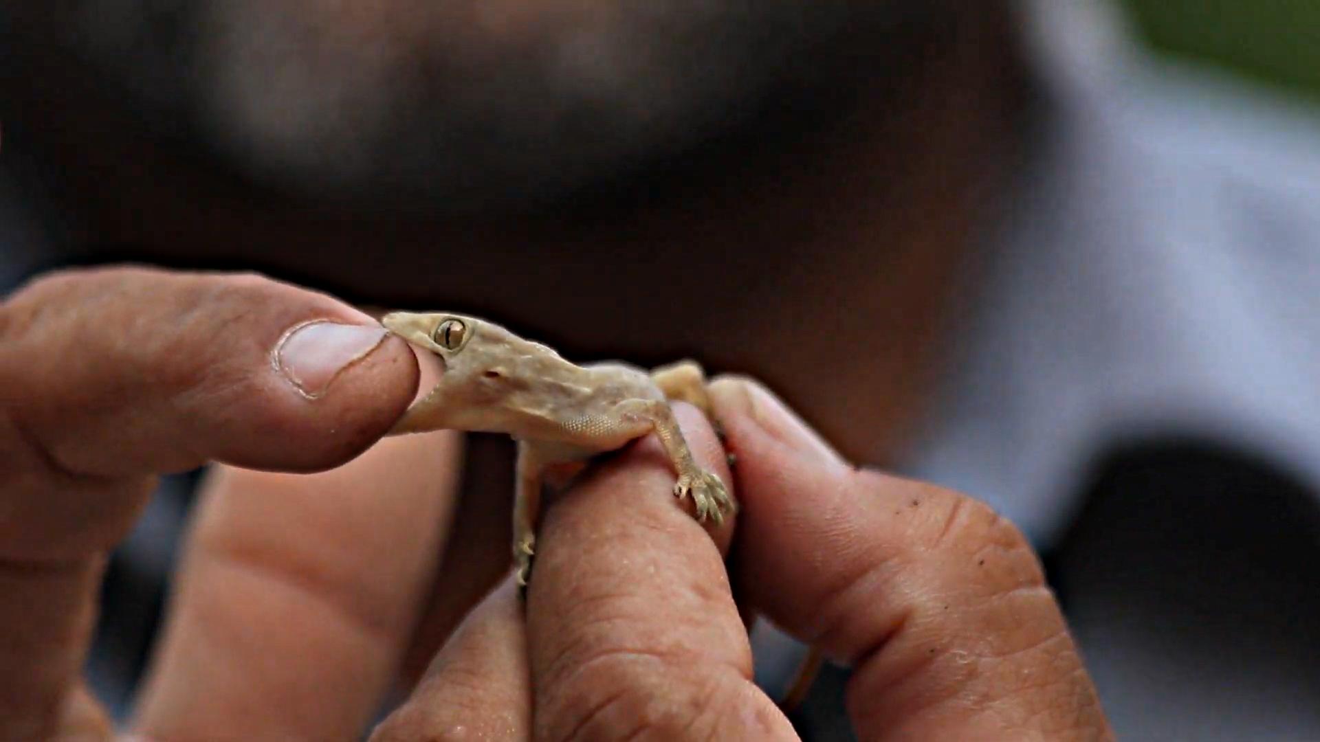 五毒中的壁虎是哪种壁虎,壁虎图片为什么壁虎是五毒之一