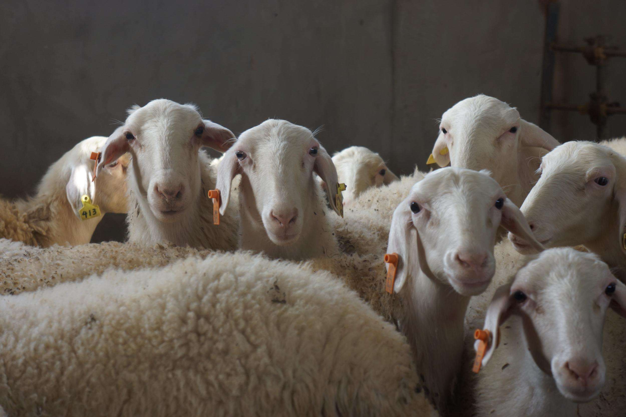 买头产母羊注意事项,入手养羊公羊和母羊要分开买吗