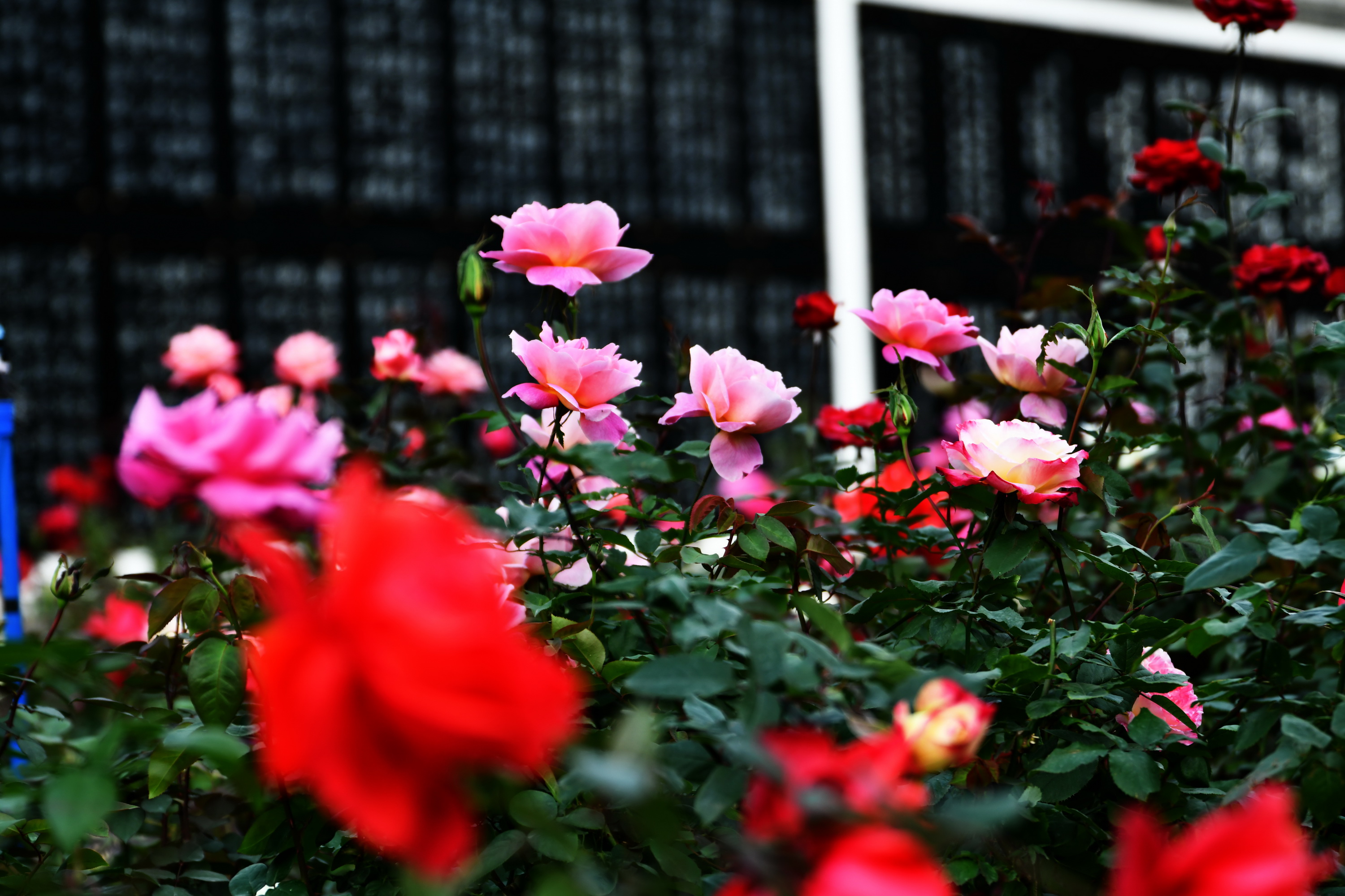 广州市番禺区宝墨园攻略,广州宝墨园景观