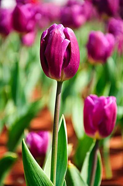 漂亮的郁金香随手一拍都是美景,春天的郁金香花海美得不可方物