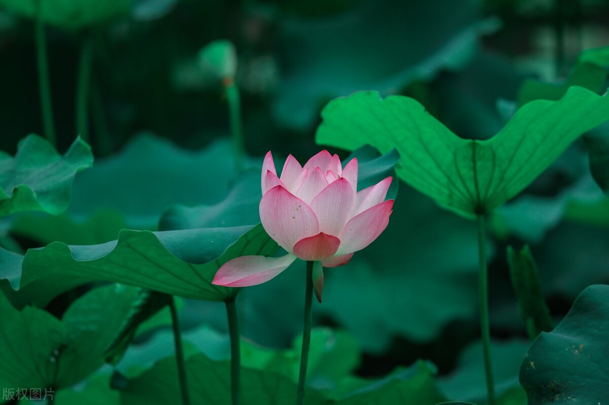 来杯2023，加糖，去冰，愿来年温暖如常，美好如初