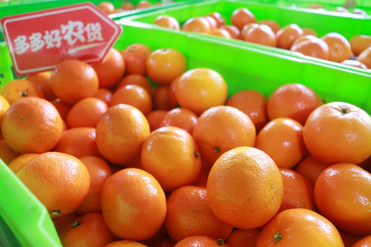 90后返乡新农人,90后新农人回家创业