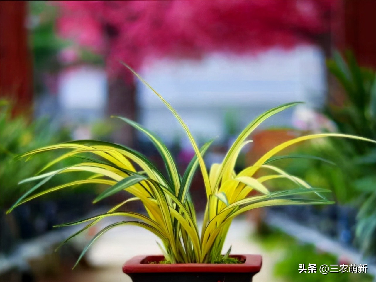 兰花花艺双全品种图,兰花花艺双全品种