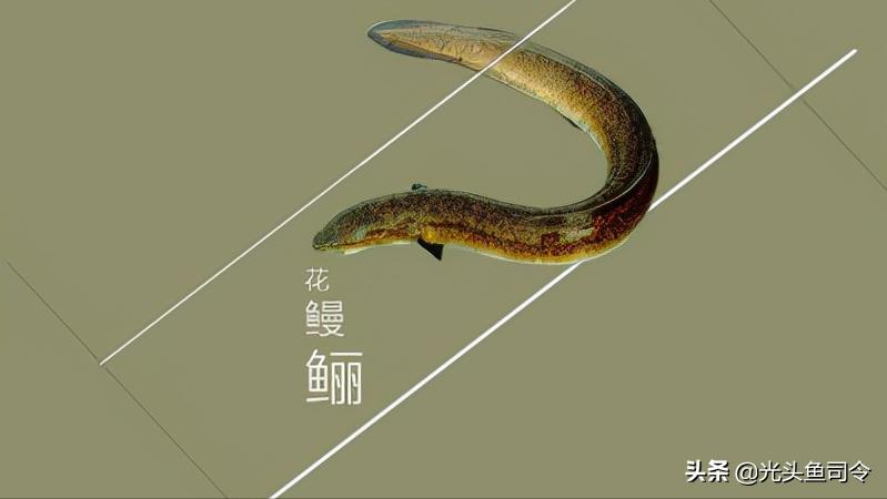 钓鱼钓到保护鱼种放了违法吗,钓鱼犯法的鱼类有哪些种类