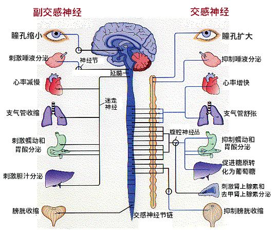 老年人为啥一下子血压高了,老年人血压上午低下午高