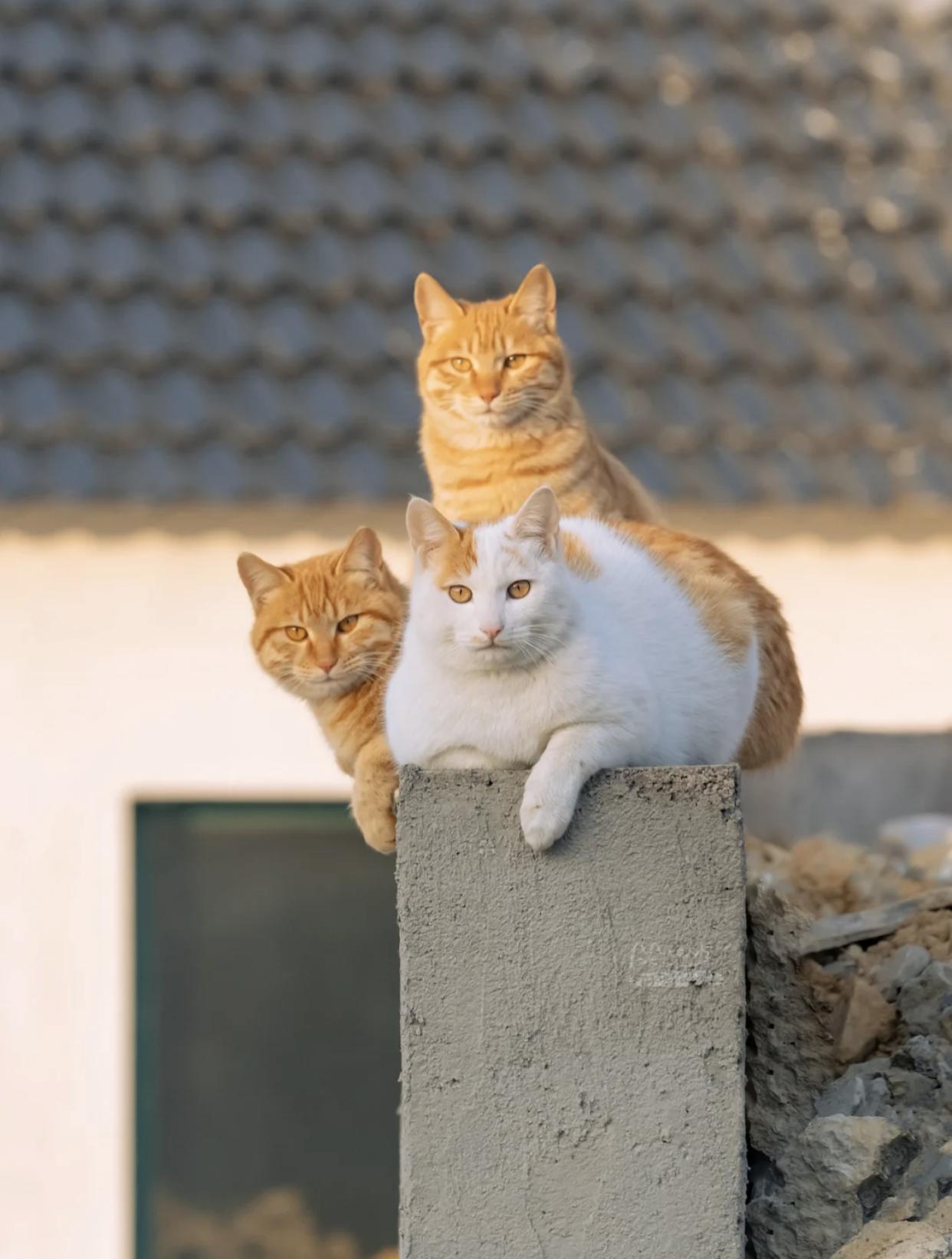 治愈系壁纸｜132张可爱小猫咪的样子