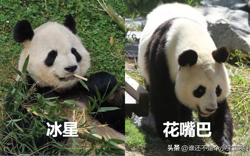 目前在国外的大熊猫有几只,大熊猫国外租借了多少只