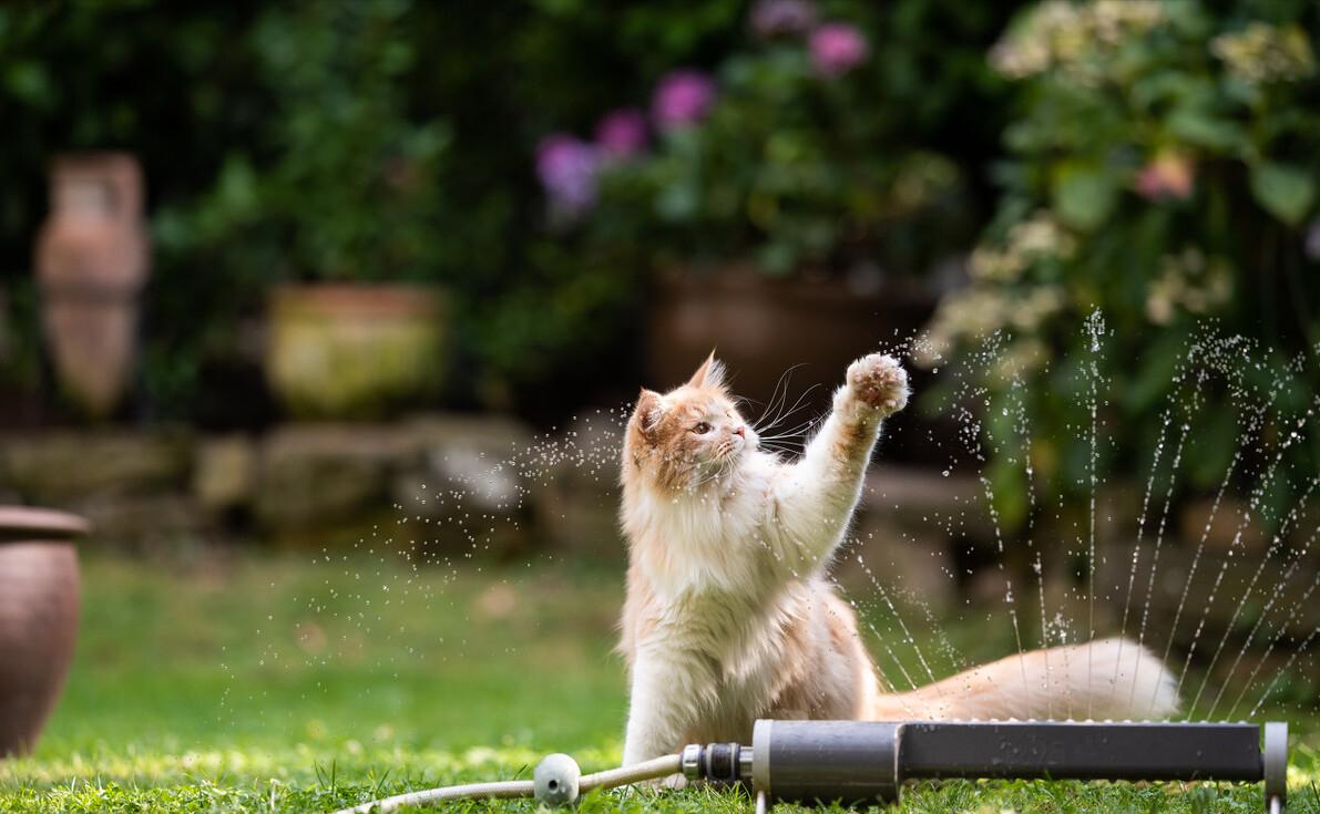 猫咪正常体重对照年龄阶段,猫咪年龄怎么看图解