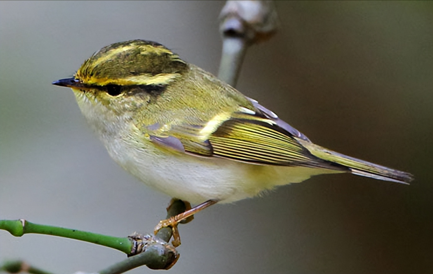 50张最佳鸟类摄影作品,鸟儿大全大图