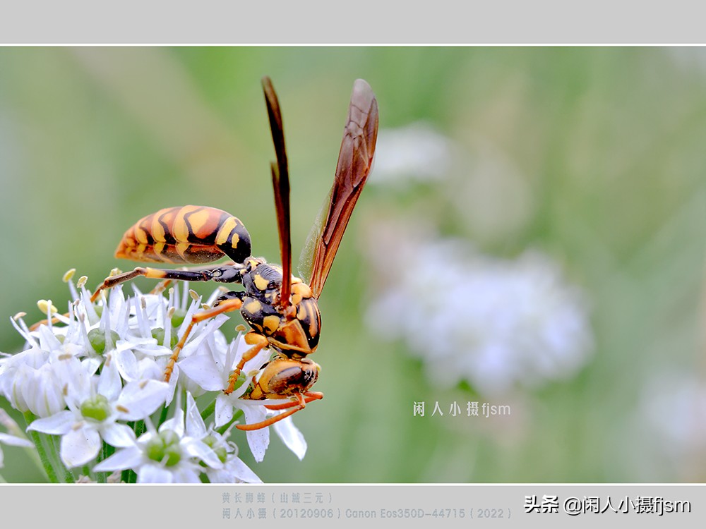 近距离拍摄昆虫小动物,常见昆虫微距摄影活动